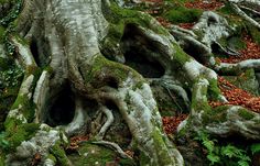 an old tree with moss growing on it's roots