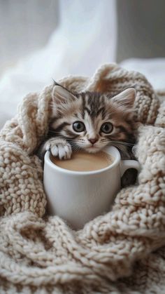 a kitten is sitting in a blanket holding a cup of coffee