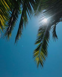 the sun shines through some palm trees on a clear day in the blue sky