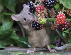 a small mouse with berries on it's head standing in front of some leaves