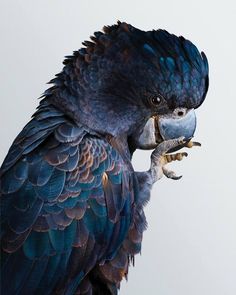 a blue and black parrot with a piece of food in its mouth