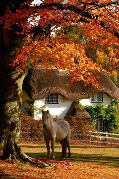 a white horse standing in front of a thatched roof house with ivy covered trees