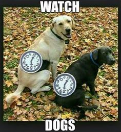 two dogs with clocks on their collars sitting in leaves