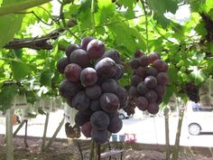 bunches of grapes hang from the branches of a tree