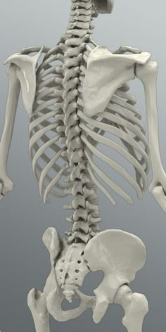 an image of a human skeleton with the lower body highlighted in black and white colors