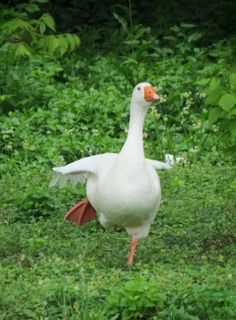 a white goose standing on top of a lush green field