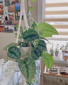 a potted plant with green leaves hanging from it's side in front of a window