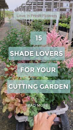 someone pushing a wheelbarrow with flowers in it and the words 15 shade lovers for your cutting garden