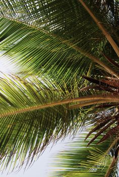 the top of a palm tree against a blue sky