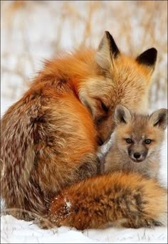 two foxes cuddle together in the snow