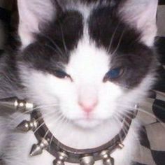 a black and white cat wearing a collar with silver bells on it's neck