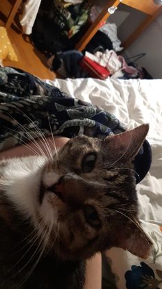 a cat laying on top of a bed next to a person's arm and leg