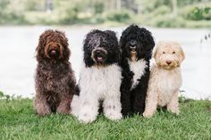 four dogs are sitting in the grass near water