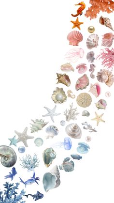 a group of sea shells and corals on a white background