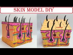 the skin model is made out of cardboard and has multiple sections with different types of hair