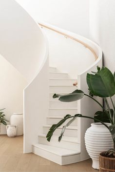 there is a plant next to the stairs in this room with white walls and wooden floors