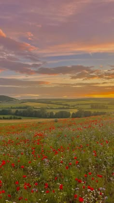 a field full of red and white flowers under a colorful sky with clouds in the background