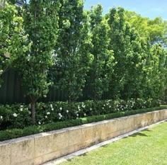 a row of trees next to a stone wall