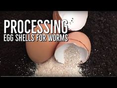 an egg shell and eggshells with the words processing egg shells for worms