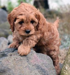 a small brown dog standing on top of a rock