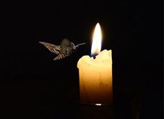 a lit candle with a hummingbird hovering over it