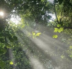 the sun shines through the trees and leaves