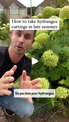 a man sitting on the ground in front of green plants with words above him that say how to take hydrangea cuttings in late summer