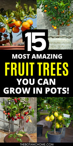 Potted fruit trees growing in containers on a small backyard patio, including an apple tree and an orange tree. Growing Fruit Trees In Containers, Fruit Tree In Pot, Zone 7 Fruit Trees, Plant Fruit Trees, Growing Pomegranate Trees, Home Orchard Ideas, Mini Fruit Trees, Fruits To Grow In Your Garden, Fruit Trees In Pots