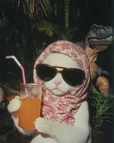 a cat wearing sunglasses and a scarf holding a drink