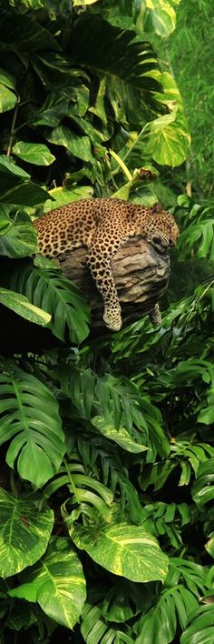 a leopard is hiding in the jungle surrounded by green plants and trees, with its head resting on a tree branch