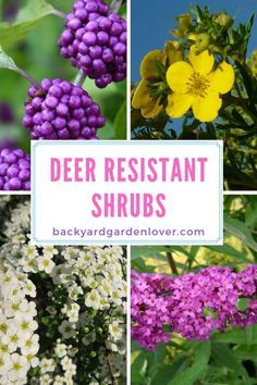 several different types of flowers with the words deer resistant shrubs