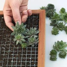 a person is placing plants in a wooden tray on the table next to other small succulents