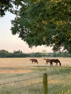 three horses graze in an open field behind a barbed wire fence, with trees on either side