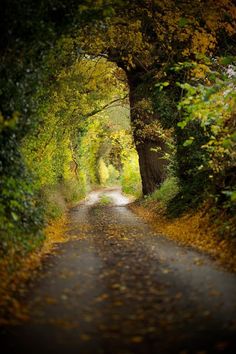 a dirt road surrounded by trees and leaves