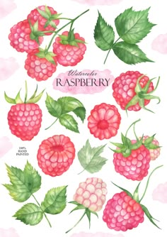 raspberry watercolor clipart set