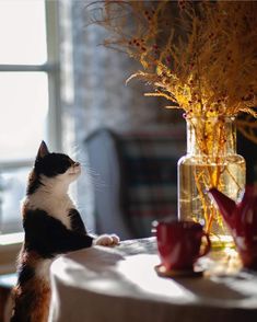 a black and white cat sitting on a table next to a vase filled with flowers