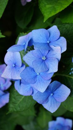 blue flowers with green leaves in the foreground and on the back ground, there is no image here to provide a caption for