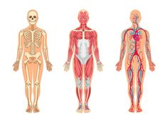 three different types of human body systems