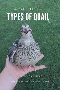 a hand holding a small bird with the words, a guide to types of quail