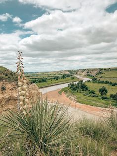 an image of a plant in the middle of some dirt and grass with a river in the background