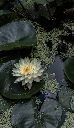 a white water lily floating on top of a pond filled with green leafy plants