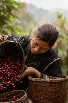 a woman is picking berries from baskets