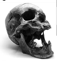 a black and white photo of a human skull