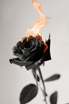 Black Rose With Fire, Fire Flower Art, Burning Black Rose, Burning Heart Aesthetic, Black Rose On Fire, Black Fire Aesthetic, Rose Black Flower, Black Rose Aesthetic, Flower On Fire