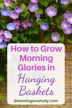 purple flowers with the words how to grow morning glorys in hanging baskets