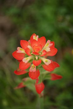 a red flower with green leaves in the background