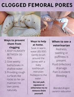 an info sheet describing how to get rid from geckos and what they do