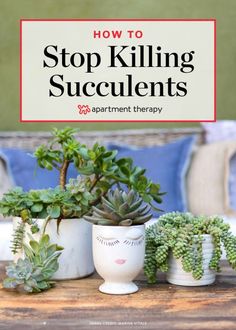 three potted succulents with the title how to stop killing succulents