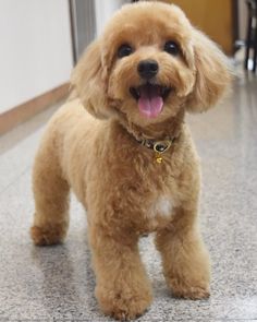 a small brown dog standing on top of a floor