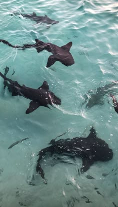 several black sharks swimming in the ocean together